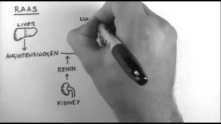 ReninAngiotensinAldosterone System [upl. by Dorkas]