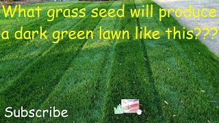 What grass seed produces a dark green lawn [upl. by Iilek]