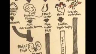 ReninAngiotensinAldosterone System Overview [upl. by Lapides]