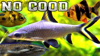 7 Terrible Fish for your Community Aquarium [upl. by Adnoek]