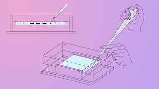 DNALC Short Gel Electrophoresis [upl. by Arleta550]