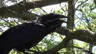 Raven Squawking  free sound effect [upl. by Reamy800]