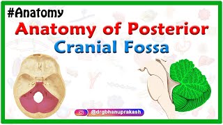 Anatomy of Posterior cranial Fossa [upl. by Rusty]