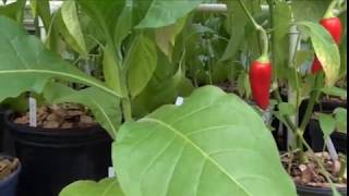 ⟹ Tobacco  Nicotiana  Growning tobacco in the greenhouse [upl. by Nahsyar]