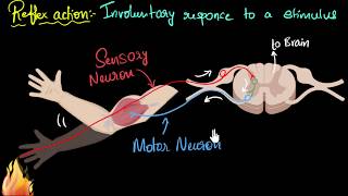 Reflex action amp reflex arc  Control amp Coordination  Biology  Khan Academy [upl. by Alyat]