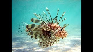 Facts The Lionfish [upl. by Ahsirtal]