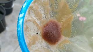 How to culture daphnia moina in a small container Part 1 English Subtitle [upl. by Downing]