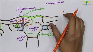 Sternoclavicular Joint  Synovial Joint  Type  Attachments  Ligaments  clinical [upl. by Shanan]