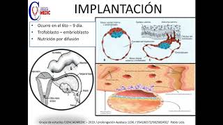 Embriología Segunda semana  implantación resumen [upl. by Waldos]