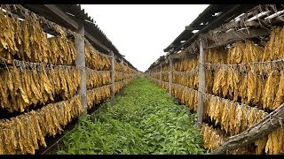 How To Harvest Tobacco  Tobacco Farming and Tobacco Harvesting Modern Technology [upl. by Alidus]