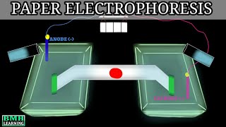 Paper Electrophoresis  Zone Electrophoresis  Electrophoresis [upl. by Eivlys]