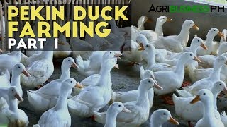 Pekin Duck Farming Part 1  Pekin Duck Industry in the Philippines [upl. by Novel128]