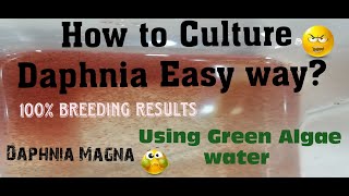 Daphnia MagnaHow to Culture Daphnia Easy wayCulturing Daphnia using Green water Daphnia [upl. by Yruoc]