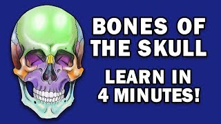 BONES OF THE SKULL  LEARN IN 4 MINUTES [upl. by Suckram940]