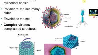 2117 Chapter 13  Viruses Viroids and Prions [upl. by Cristobal]