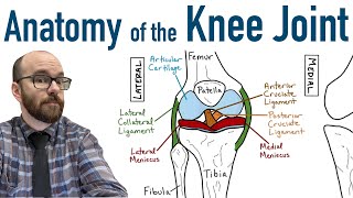 Anatomy of the Knee Joint [upl. by Bowler212]