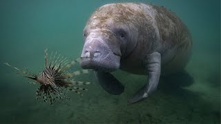 Manatee Eats Venomous Lion Fish [upl. by Nuawaj]