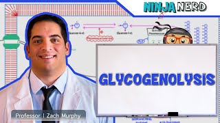 Metabolism  Glycogenolysis [upl. by Ayatnohs560]