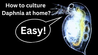 BEST Live Fish Food Beginner guide How to Culture Daphnia at home [upl. by Arlee]