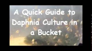 How to culture daphnia outside [upl. by Ogden769]