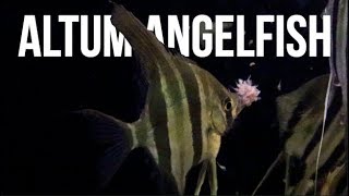 Altum Angelfish Care  How To Care For Altum Angelfish [upl. by Ryan912]