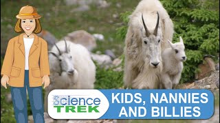 Mountain Goats Kids Nannies and Billies  Science Trek [upl. by Jecoa586]