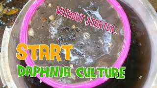 How to culture daphnia moina the easy way 1  Starting the Daphnia culture [upl. by Annonyw]