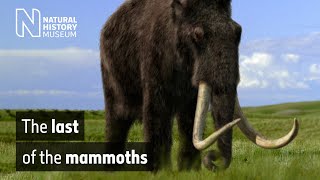 The last of the mammoths  Natural History Museum [upl. by Zumwalt481]