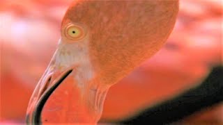 West Indian Flamingos Make Shrimp Soup  Wild Caribbean  BBC Earth [upl. by Anonyw]