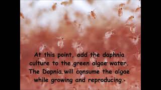 Daphnia  How to grow daphnia in your home [upl. by Necyrb]