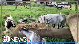 The Dos and Donts of feeding goats [upl. by Aisats]