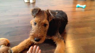 Adorable Airedale Terrier Puppy Makes Chewbacca Sounds [upl. by Neelac]