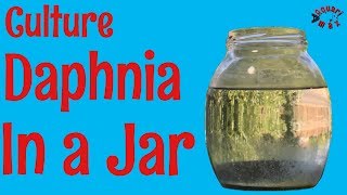 How to Culture Daphnia in a Jar [upl. by Amak]