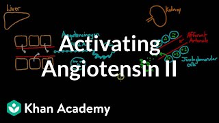 Activating angiotensin 2  Renal system physiology  NCLEXRN  Khan Academy [upl. by Hyrup]