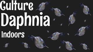 How to Culture Daphnia [upl. by Enylodnewg]