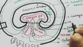 Extraembryonic membrane  amnion chorion allantois yolksac  EEM  organs from germ layers [upl. by Bekki]