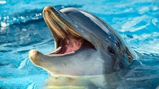 How a dolphin sees with sound [upl. by Cromwell539]