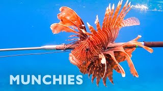 Hunting amp Eating The Venomous Lionfish [upl. by Dreddy]