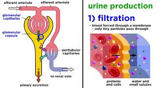 Kidney Anatomy  UCLA Urology [upl. by Anhej958]