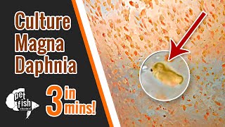 How to culture DAPHNIA MAGNA  The easy way [upl. by Alleciram]