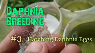 Daphnia Culture made simple and easy 3  Hatching Daphnia eggs [upl. by Tinya]