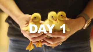 Day 1 Bringing the ducklings home Raising Backyard Ducks [upl. by Chil]