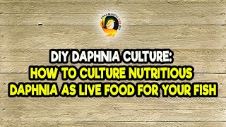 DIY Daphnia Culture How to Culture Nutritious Daphnia as Live Food for Your Fish [upl. by Aihsyt]