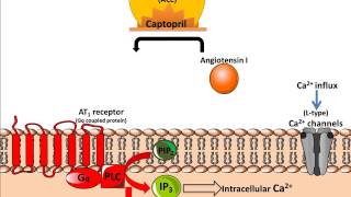 Mechanism of Action of ACE inhibitors [upl. by Ahsoym601]