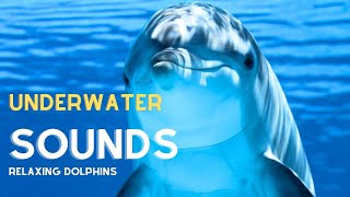 🟣 Dolphin Underwater Sounds  Relaxing Music [upl. by Marigold]