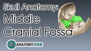 Middle Cranial Fossa  Skull Anatomy [upl. by Enehs]