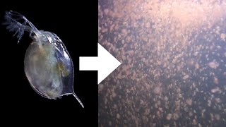 How I Culture Daphnia [upl. by Buehrer273]