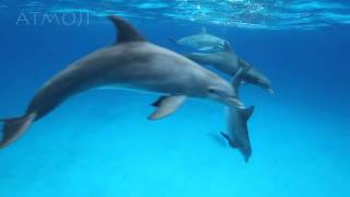 Bottlenose Dolphins [upl. by Sonja]