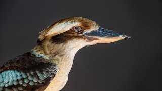 Listen to the distinct sounds of the Laughing Kookaburra [upl. by Seraphina206]