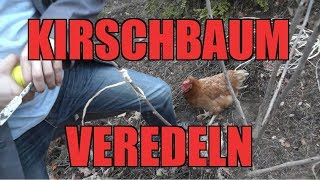 Kirschbaum VEREDELN  So wirds gemacht [upl. by Glendon]